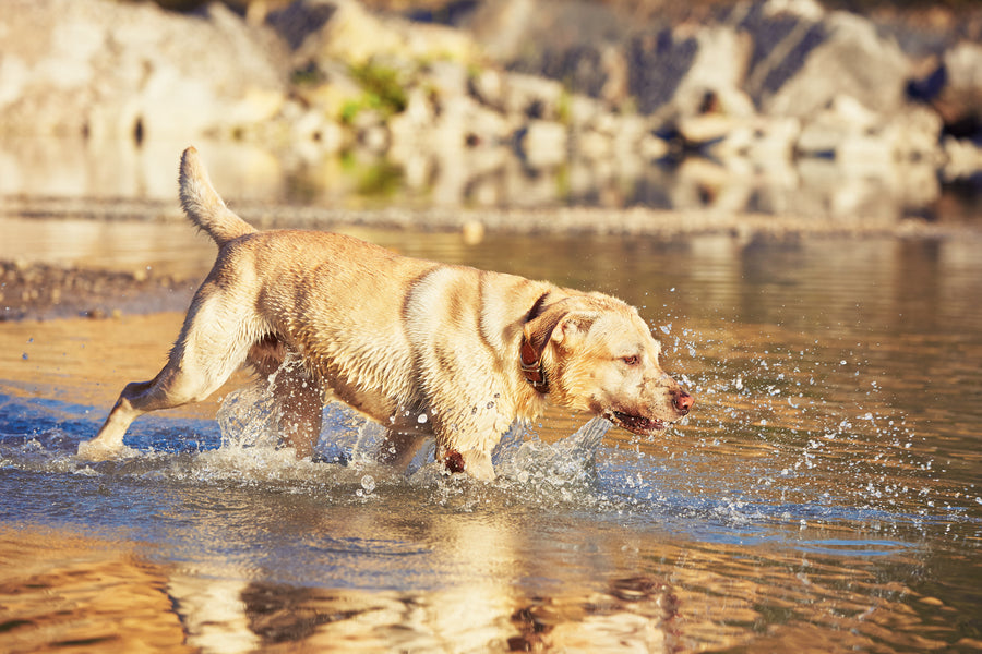 5 causas de diarrea y vómitos en perros